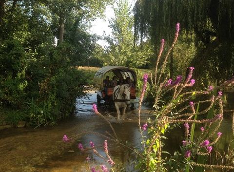 Location de calèche, nature, promenade